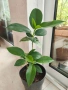 Фикус Ficus Microcarpa , снимка 2