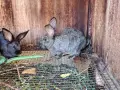 Продавам малки и големи екологично чисти зайци , снимка 3
