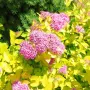 Японска спирея Голден принцес, Spiraea japonica Golden princess, снимка 3