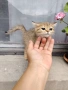 мъжко котенце на 2месеца , снимка 5