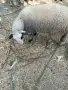Продавам шиле.., снимка 3