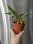 Хлорофитум Оранж Грин расад/Chlorophytum Orange Grimm, снимка 3