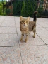 Подарявам две котки, снимка 3
