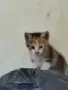 Котенца - Подарявам, снимка 4