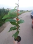 Asimina triloba, Асимина, Пау-пау, Индиански банан, снимка 3