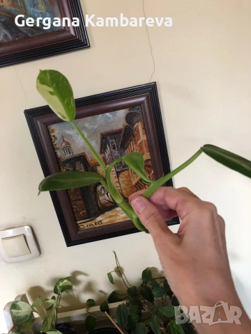 Резник philodendron Jose Buono , снимка 2 - Стайни растения - 54989905