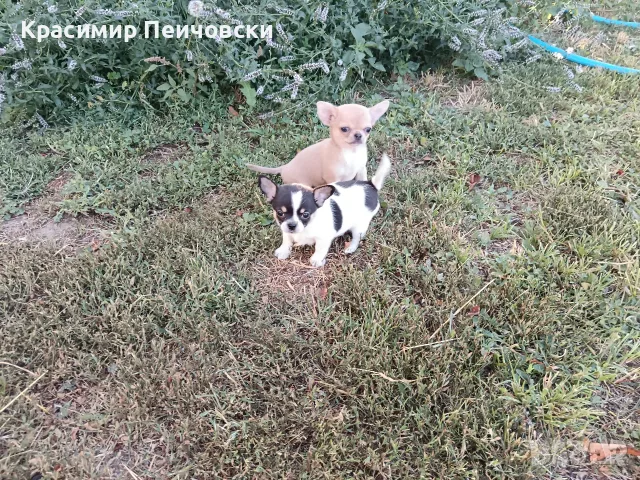 мъжки чихуахуа. , снимка 3 - Чихуахуа - 55329134