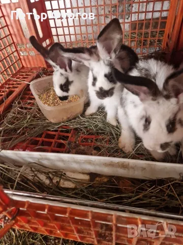 Продавам 7 бр.зайци , снимка 4 - Други - 55349667