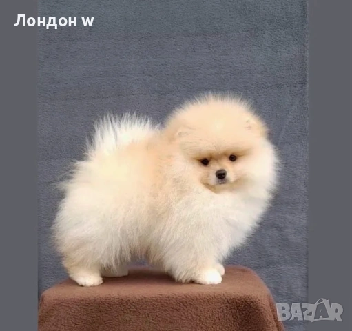 Померан мини бейби фейс
