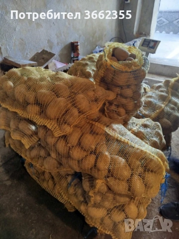 Картофи Сорая , снимка 2 - Домашни продукти - 42685022