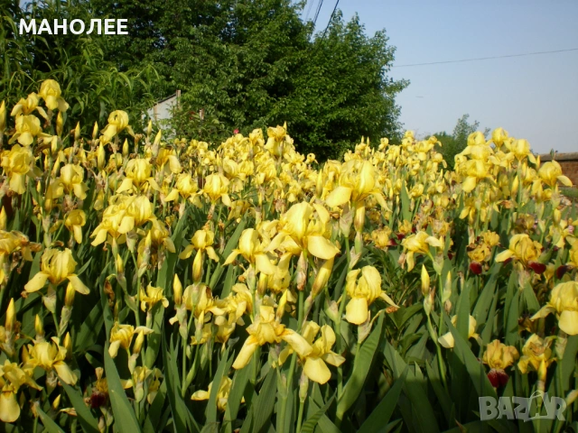 👌🌞💐БЯЛ  и жълт ИРИС 🎁💐🌼, снимка 2 - Градински цветя и растения - 53440370
