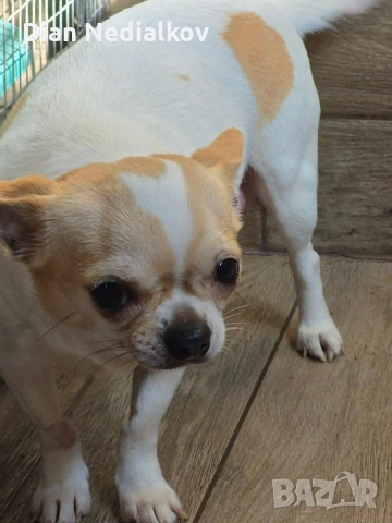 Чихуахуа родословни