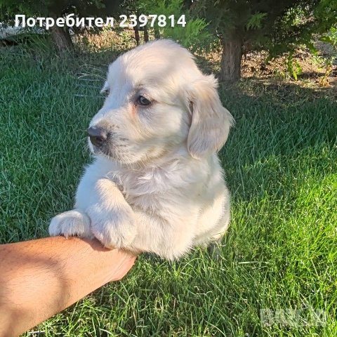 Голдън ретривър МЪЖКО , снимка 3 - Голдън ретривър - 55008971