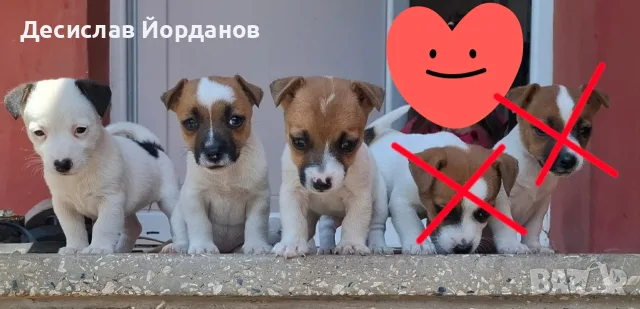 Джак Ръсел Териер 