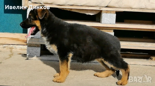 Немска овчарка с родословие 