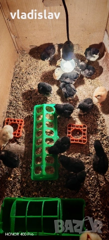 Пъдпъдъци и пилета Бял лехорн и селска, снимка 2 - Кокошки и пуйки - 54198500