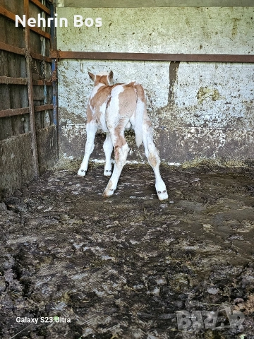 2 teleta ebno misko edno jensko, снимка 6 - Крави - 54773704
