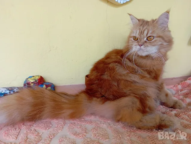 Котката ТЪРСИ Риж, дългокосмест котарак за партньор 🐾 , снимка 6 - Търси партньор - 55337479