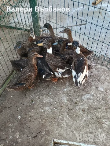 полудиви патици, снимка 2 - други­ - 55624719