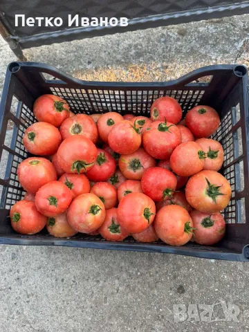 🍅 Пресни български розови домати – 10 кг щайга, снимка 3 - Домашни продукти - 55696008
