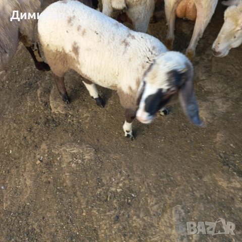 2 овци 2агнета и 2кози, снимка 4 - Овце - 54714211
