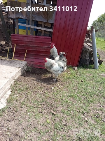 продавам петли