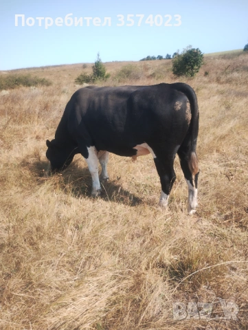 Месодайни телета, снимка 13 - Крави - 54245143
