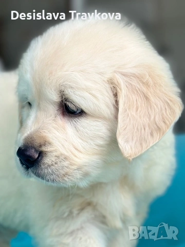 Кученца Голдън ретривър 