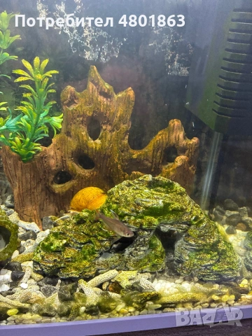 2бр оборудвани и готови аквариума !!!, снимка 7 - Аквариуми - 54359633