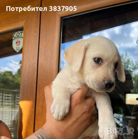 Лабрадор ретривър 