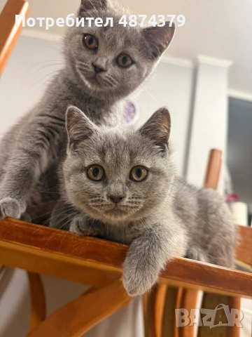 🐾 Прекрасни женски котенца Британска късокосместа търсят своя дом 🐾, снимка 6 - Британска късокосместа - 55143627