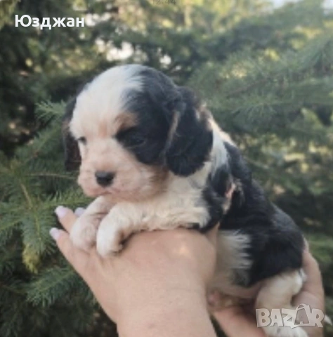 Кавалер Кинг Чарлз Шпаньол, снимка 3 - Шпаньоли - 55042611