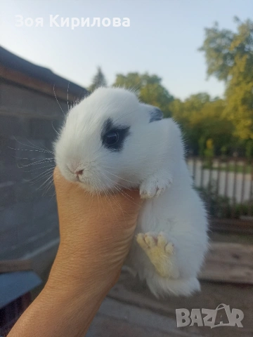 Мини зайчета