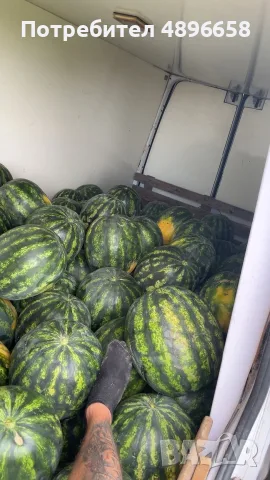 Дини сорт Романза, снимка 4 - Разсади - 55409026