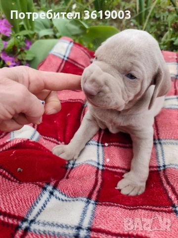 Ваймаранери , снимка 5 - Ваймаранер - 54205376