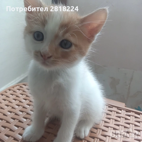 Подаряват се 5 котета домашни