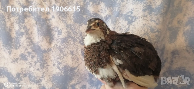Пъдпъдъчи яйца, оплодени и за консумация , снимка 9 - други­ - 54754648