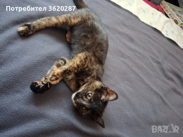 Бездомно женско коте, снимка 15 - Други - 55446529