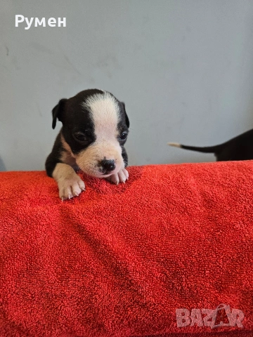 Американски стафордшир териер , снимка 15 - Американски стафордширски териер - 53970216