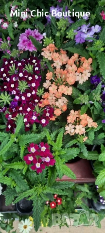 🌸  Вербена (Върбинка) Микс – Готови за засаждане! 🌸 15 бр. за 15€ 