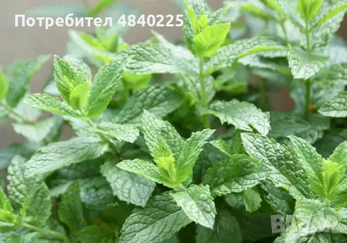 Много домашен джоджен