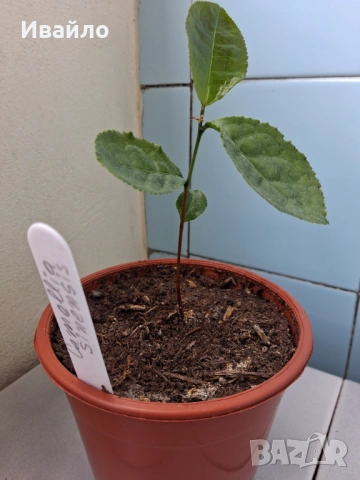 Camellia sinensis