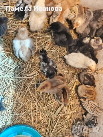 Пиленца на 10 дни