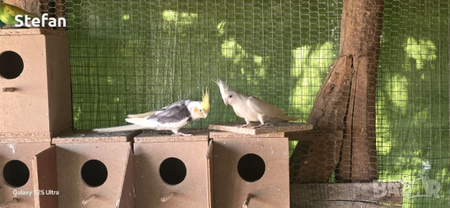 Корела, снимка 5 - Папагали - 54332042