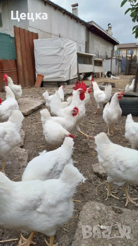 Яйца за консумация, снимка 7 - Други животни - 54003107