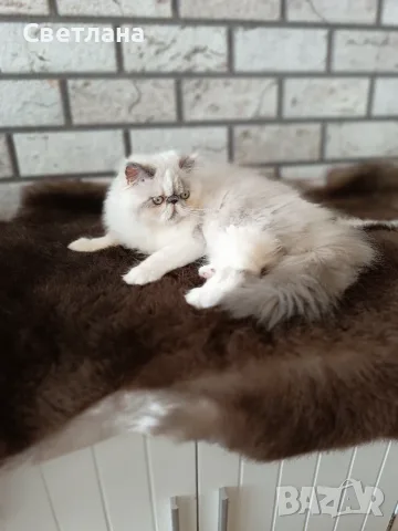 Персийско коте 😻💙, снимка 7 - Персийска - 55620971