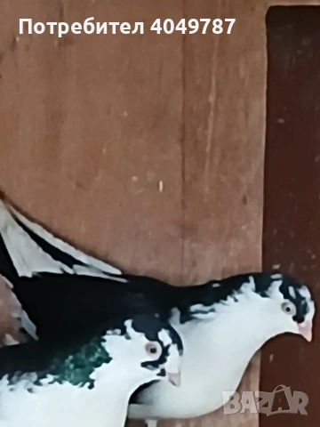 румънски галацини, снимка 3 - Гълъби - 54366906