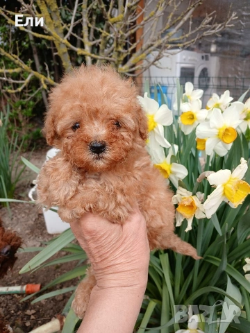 Той пудел-момче и момиче
