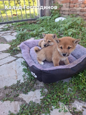 Продавам Шиба-ину, снимка 3 - Шиба ину - 54974257