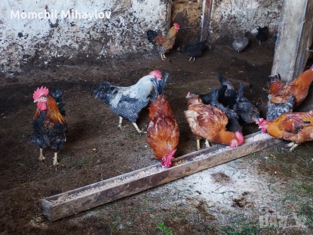 продавам петел